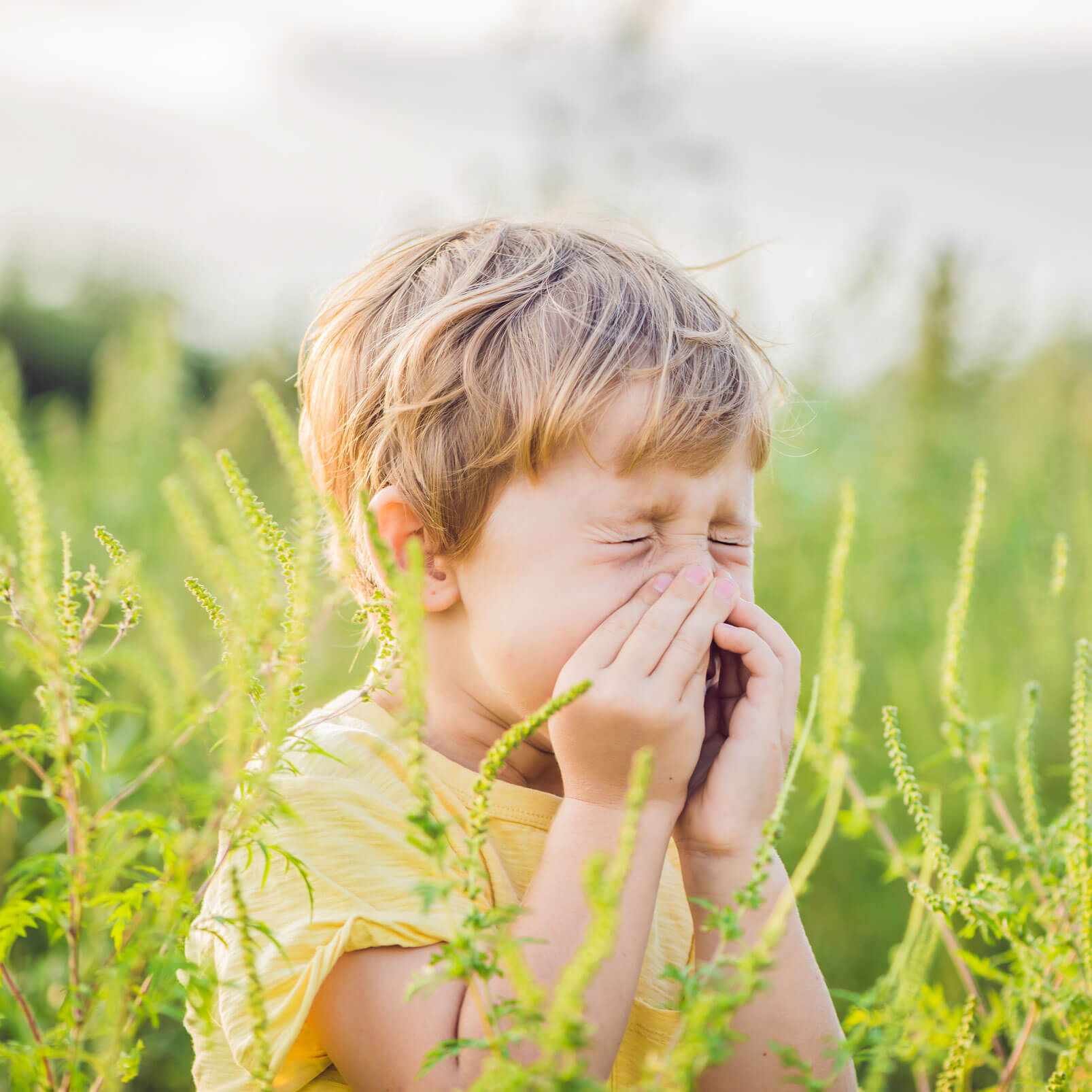 Ein kleiner blonder Junge sitzt in hohem Gras und hält sich die Hände an den Mund und die Nase, weil er niesen muss.